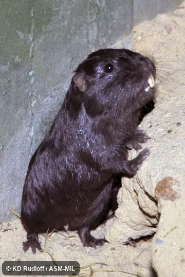 Also as Cururo, Guanque.
