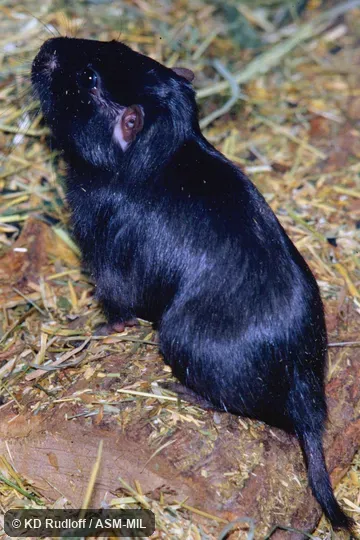 Also as Cururo, Guanque.