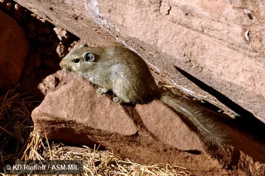 Also as Dassie Rat, Rock Rat.