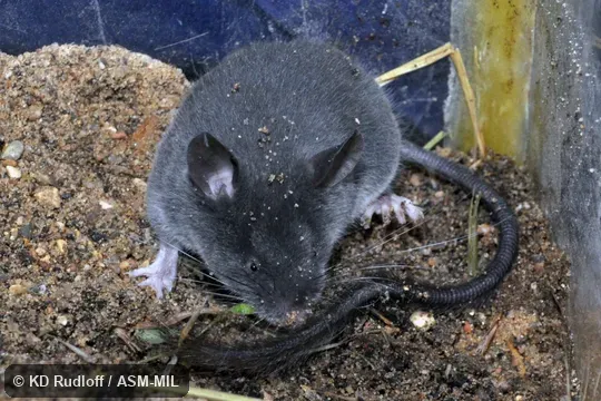Formerly as Typhlomys cinereus.  Also as Chapa Pygmy Dormouse|Vietnamese Pygmy Dormouse.
