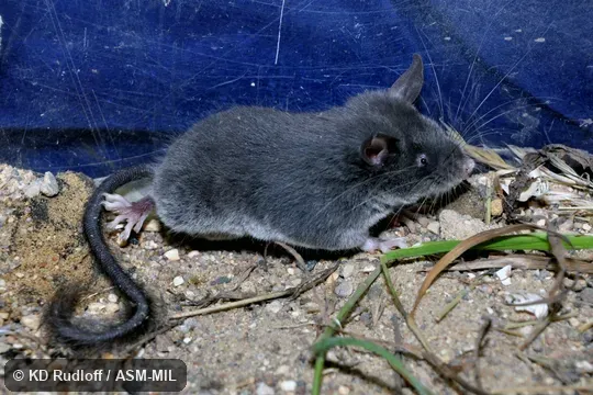 Formerly as Typhlomys cinereus.  Also as Chapa Pygmy Dormouse, Vietnamese Pygmy Dormouse.