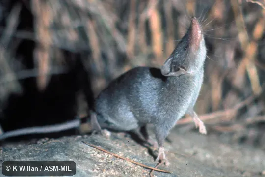Side view.  Formerly Soricomorpha.  Also as Reddish-gray Musk Shrew.