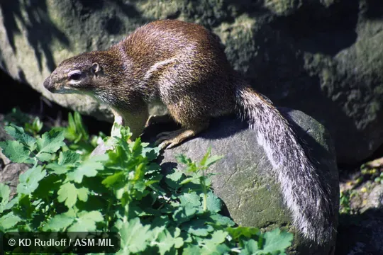 Formerly Xerus erythropus.  Also as Geoffroy's Ground Squirrel|West African Ground Squirrel.