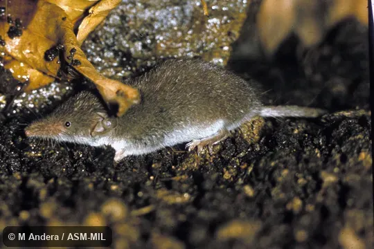Side view.  Formerly Soricomorpha.  Also as Lesser Shrew.