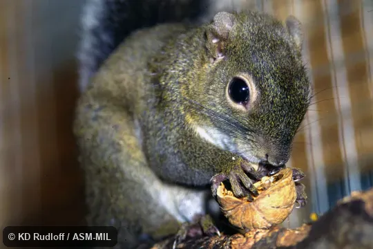 Also as Alfaro's Pygmy Squirrel.