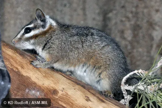 Formerly Tamias dorsalis.