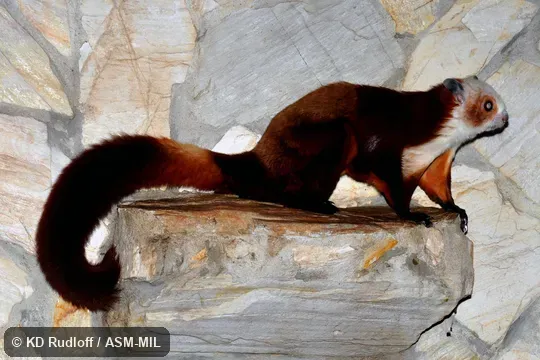 Petaurista alborufus image