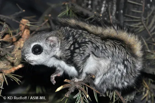 Also as Russian Flying Squirrel.