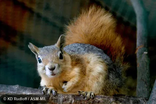Also as Golden Squirrel|Persian Squirrel.