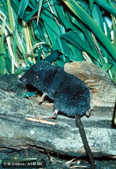 Oblique view.  Formerly Soricomorpha.