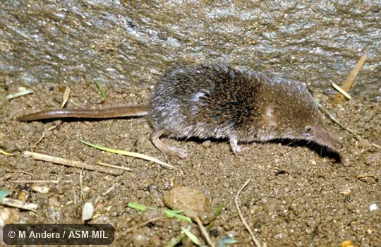 Side view.  Formerly Soricomorpha.