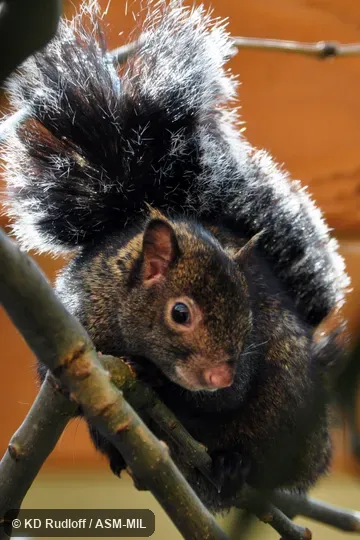 Also as Echinosciurus yucatanensis.