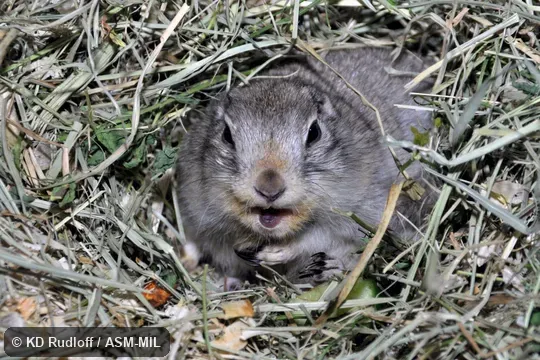 Spermophilus pygmaeus image