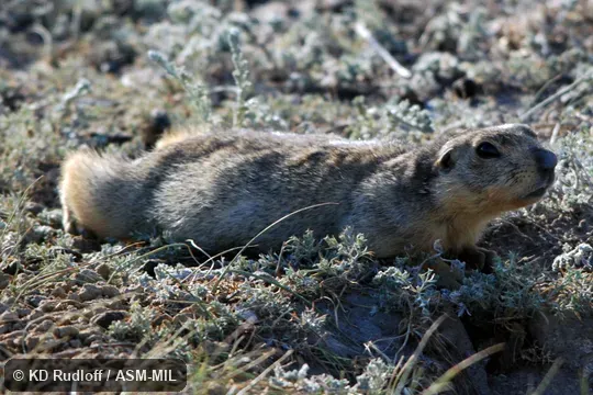 Spermophilus major image