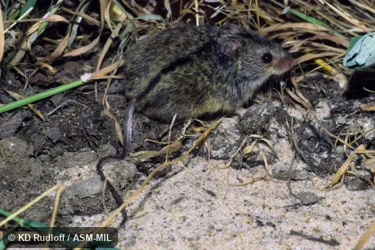 Formerly in Dipodidae