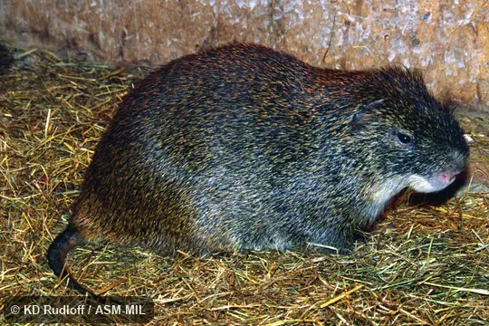 Also as Cutting-grass|Grass Cutter|Marsh Cane Rat. Also as Cutting-grass|Grass Cutter|Marsh Cane Rat.