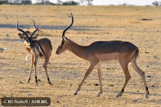 Aepyceros melampus petersi.  Also as Aepyceros petersi, Black-faced Impala.