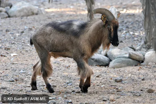 Formerly as Hemitragus jayakari.