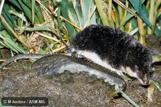 Side view.  Formerly Soricomorpha.  Also as Northern Water Shrew|Water Shrew.