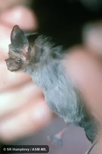 Close-up of head, side view.  Also as Bumblebee Bat|Hog-nosed Bat|Kitti's Bat.
