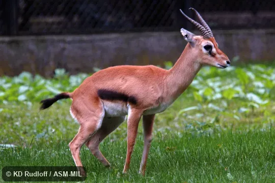 Formerly Eudorcas rufifrons tilonura.  Also as Heuglin's Gazelle.