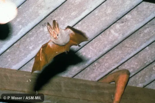 Ventral view in flight.  Also as African Yellow-winged Bat|Yellow-winged Bat.