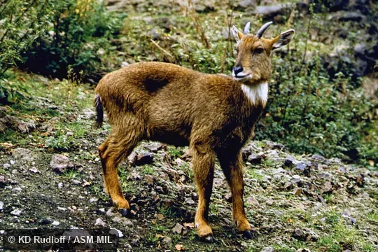 Naemorhedus goral hodgsoni.  Also as Nemorhaedus goral.  Also as Himalayan Brown Goral|Brown Goral.