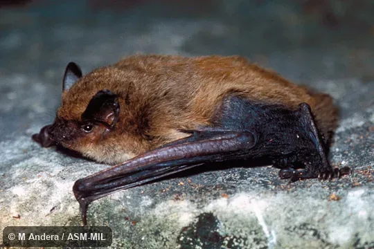 Side view.  Also as Kuhl's Bat|Kuhl's Pipistrelle Bat|Great Pipistrelle|White Stripe Bat.