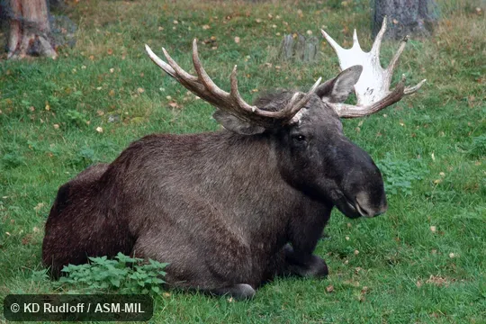 Alces alces alces.  Also as Eurasian Elk.
