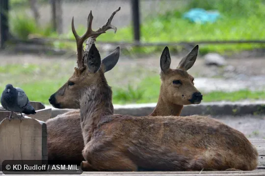 Also as Siberian Roe Deer.