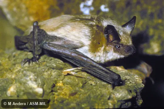 Side view.  Formerly Eptesicus bottae ognevi, Botta's Serotine, and then Eptesicus ognevi.