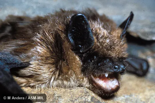 Cnephaeus serotinus serotinus.  Close-up of head, oblique view.  Formerly Eptesicus serotinus.  Also as Big Brown Bat|Common Serotine Bat|European Serotine Bat|Silky Bat.