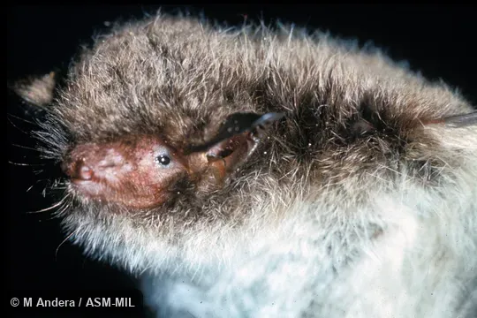 Close-up of head, oblique view.  Also as Daubenton's Bat.