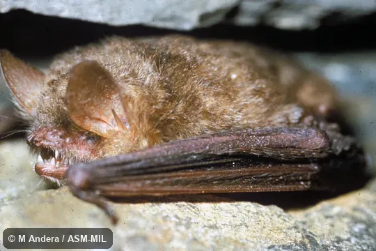 Close-up oblique view.  Also as Geoffroy's Bat.