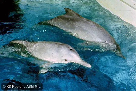 Formerly Sotalia fluviatilis, Tucuxi.  Formerly in order Cetacea.  Also as Costero|Guiana River Dolphin.