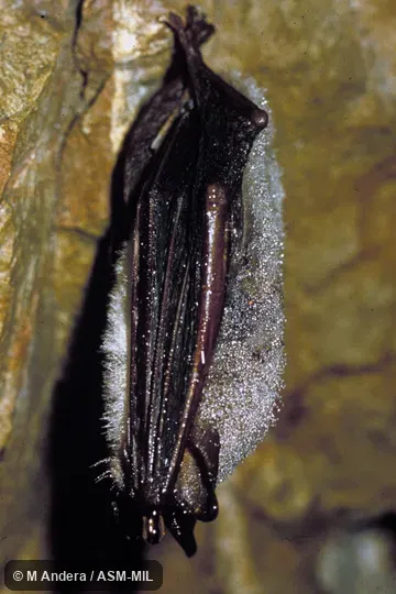 Side view, hanging in cave, covered with dew.  Also as Greater Mouse-eared Bat|Large Mouse-eared Bat|Mouse-eared Bat|Mouse-eared Myoti.