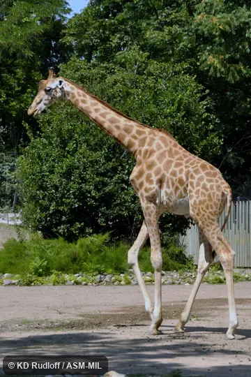 Giraffa camelopardalis antiquorum.  Formerly Giraffa antiquorum, Kordofan Giraffe.