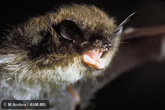 Myotis mystacinus mystacinus.  Close-up of head, oblique view.  Also as Common Whiskered Bat|Whiskered Bat|Whiskered Myotis.
