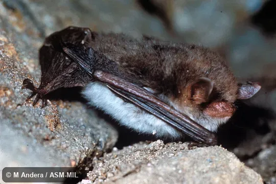 Lateral view of resting bat, showing hind foot.  Also as Natterer's Bat.