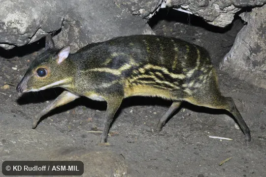 Individual of 1006353