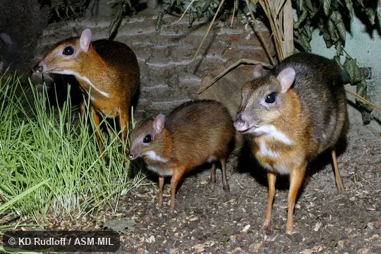 Also as Lesser Mouse-deer, Kancil.