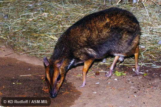 Also as Philippine Mouse-deer|Pilandok.