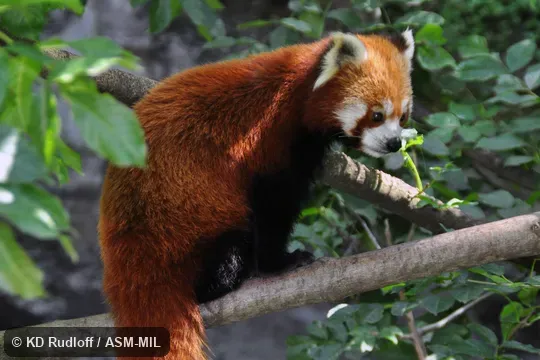 Also as Lesser Panda, Fire Fox, Golden Dog, Bear Cat, Himalayan Red Panda.