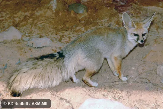 Also as Royal Fox|King Fox|Afghan Fox.