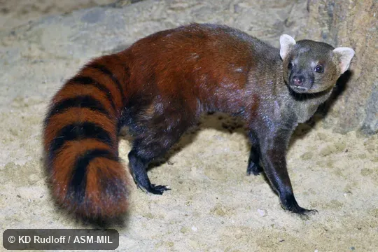 Also as Ring-tailed Vontsira, Vontsira, Vontsira Mena, Kokia, Vontsika.