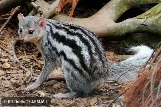 Formerly Galidictis grandidieri, Grandidier's Mongoose, Grandidier's Vontsira.  Also as Broad-striped Vontsira, Vontsira Fotsy, Bakiaka Betanimena, Bakiaka Belemboka.