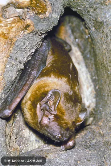 Close-up view of bat in tree cavity.  Also as Noctule|Noctule Bat.