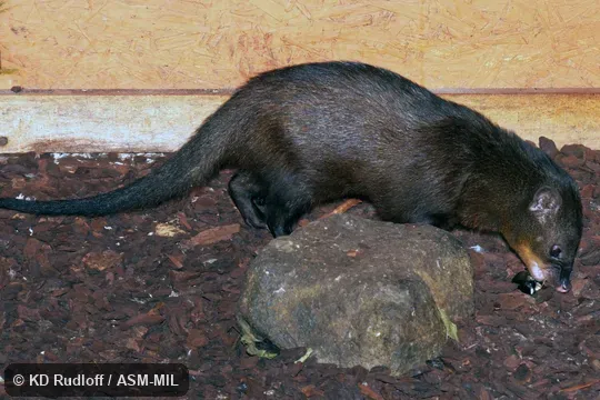 Also as Water Mongoose.