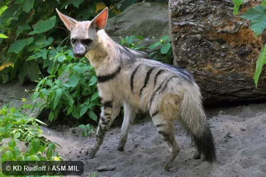 Formerly Proteles cristata septentrionalis, Aardwolf.