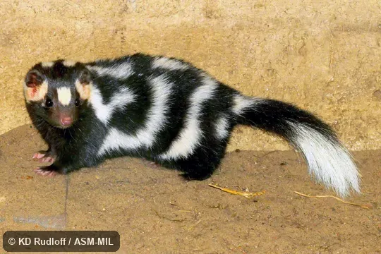 Formerly Eastern Spotted Skunk.